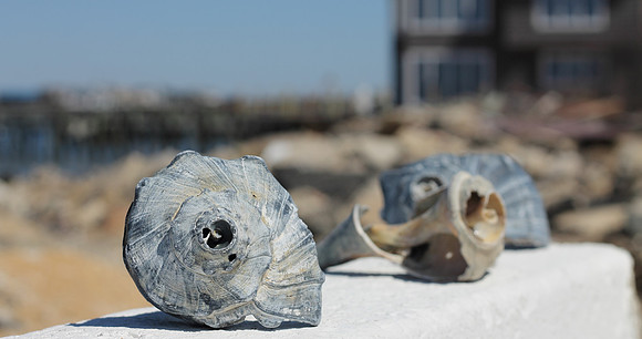 SEASHELLS